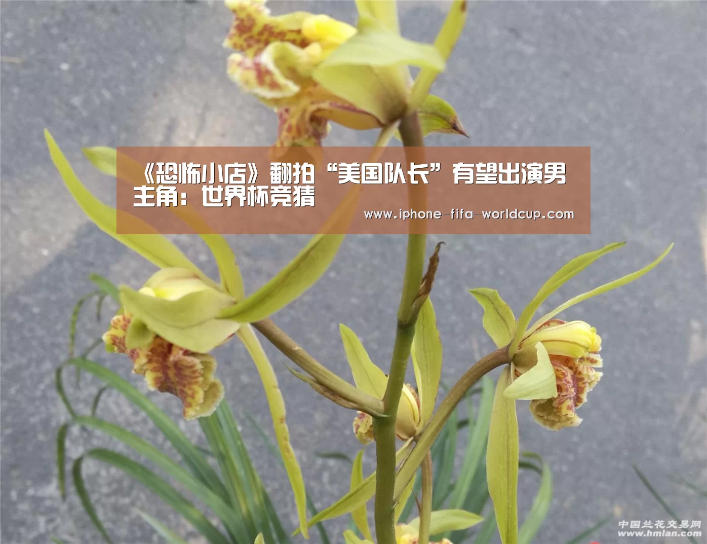 《恐怖小店》翻拍“美国队长”有望出演男主角:世界杯竞猜(图1) 世界杯买球